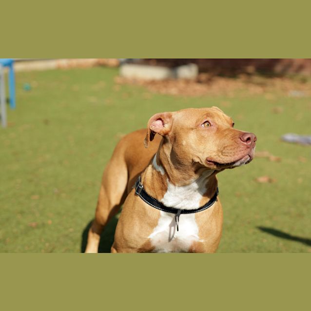 Photo of Nala