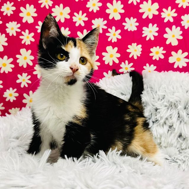 Photo of Cally   Located In Richmond