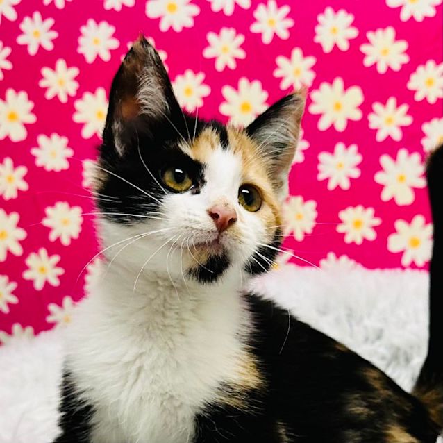 Photo of Cally   Located In Richmond