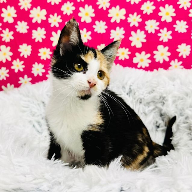 Photo of Cally   Located In Richmond