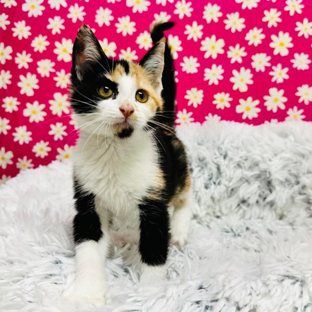 Photo of Cally   Located In Richmond