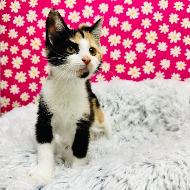 Photo of Cally   Located In Richmond