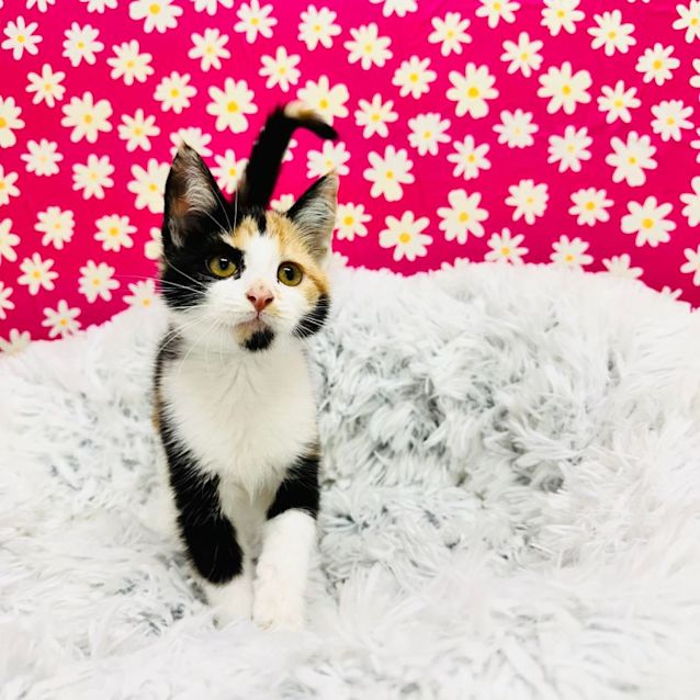 Photo of Cally   Located In Richmond