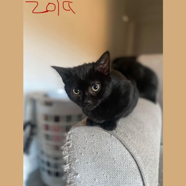 Photo of Zola