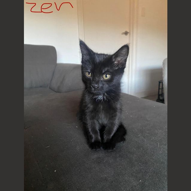 Photo of Zen