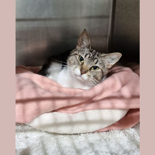 Photo of Cleo