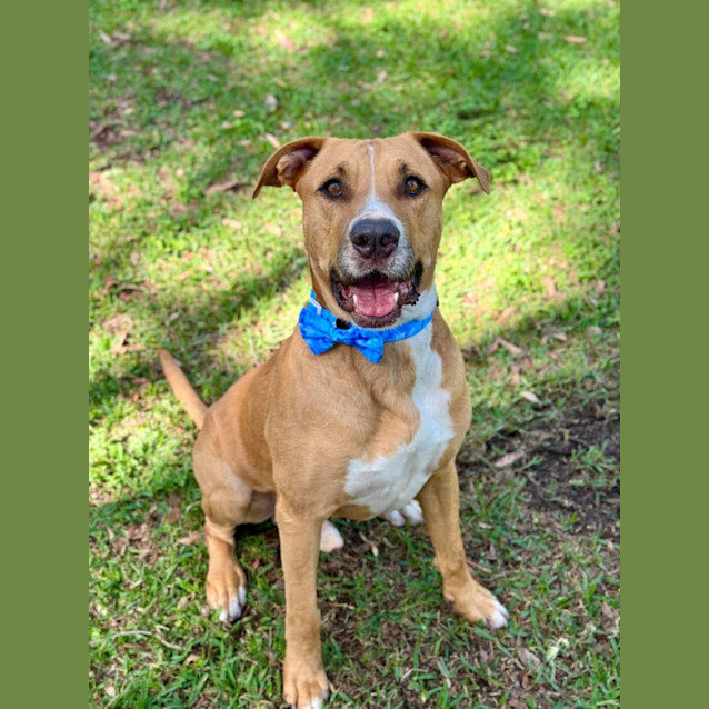 Photo of Murphy *$250 Adoption Fee*