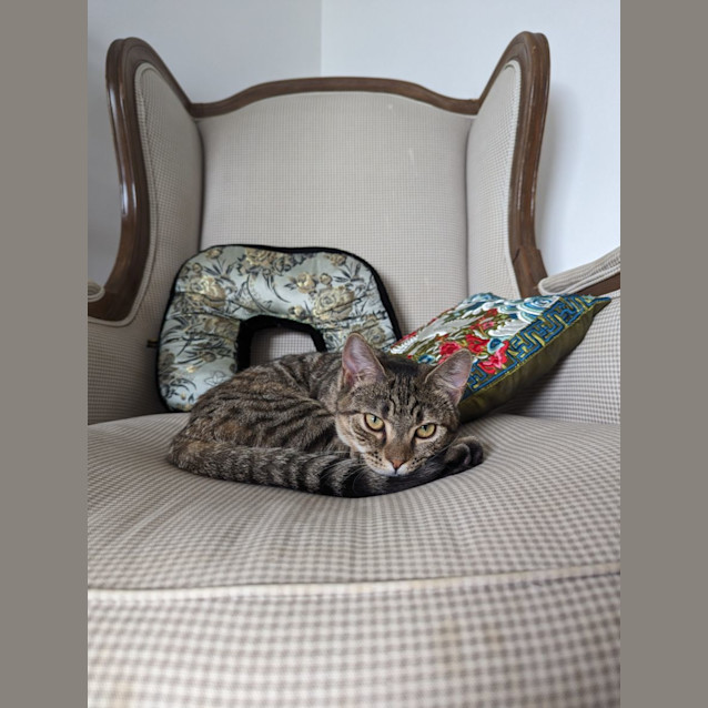 Photo of Patch & Houdini 