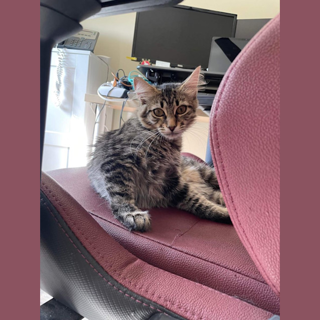 Photo of Cherry 🍒 