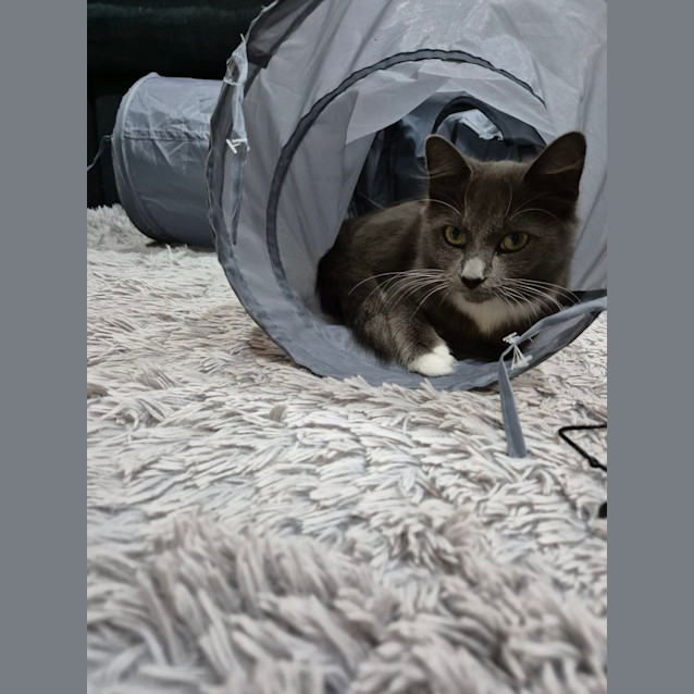 Photo of Willow
