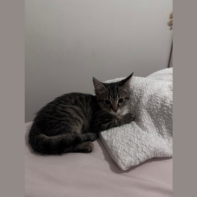Photo of Peppermint