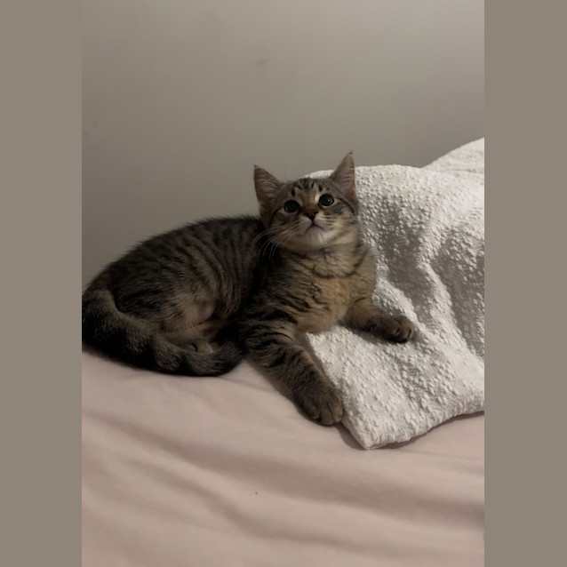 Photo of Peppermint