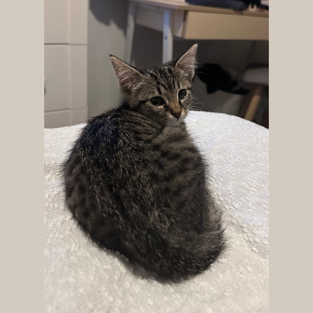 Photo of Peppermint