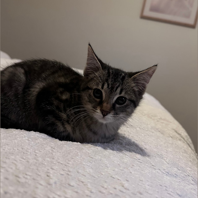 Photo of Peppermint