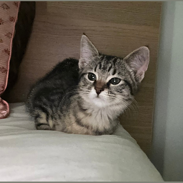 Photo of Peppermint