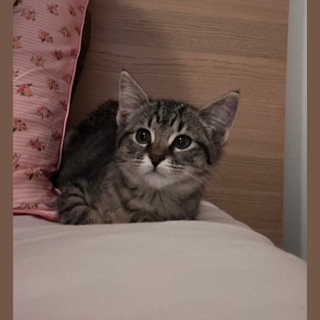 Photo of Peppermint