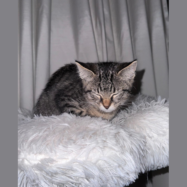 Photo of Peppermint