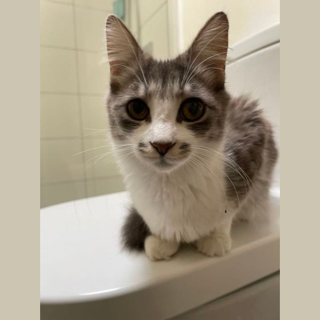 Photo of Roxette Meet Me@Petstock Chelsea Store