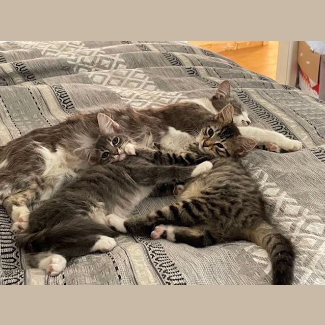 Photo of Roxette Meet Me@Petstock Chelsea Store