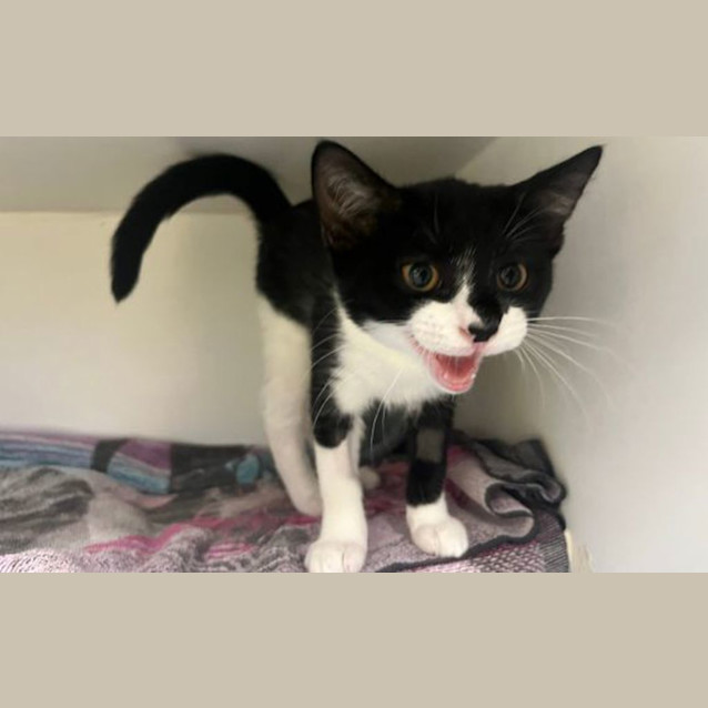 Photo of Pepper 