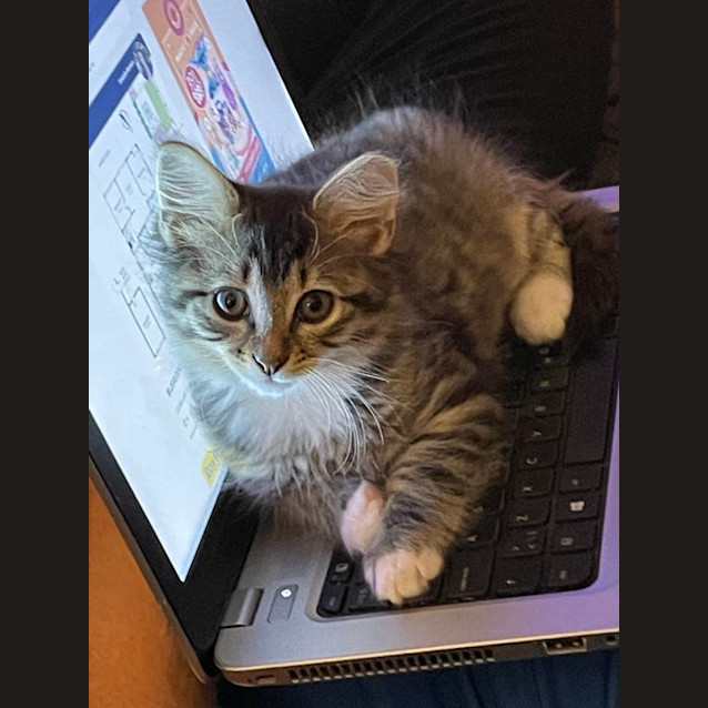 Photo of Per Meet Me @Petstock Chelsea Store