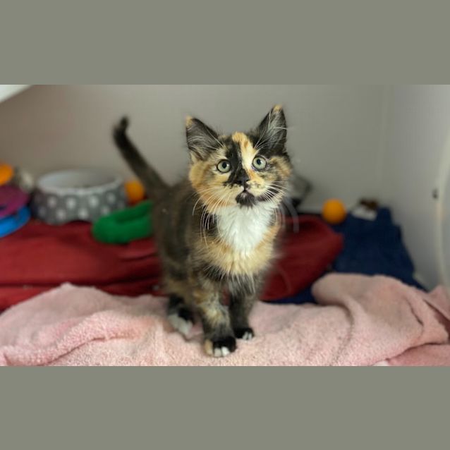 Photo of Padme