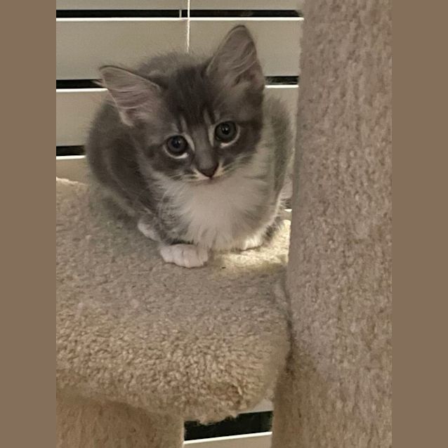 Photo of Marie Meet Me@Petstock Chelsea Store