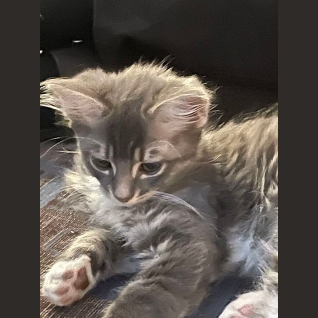 Photo of Marie Meet Me@Petstock Chelsea Store