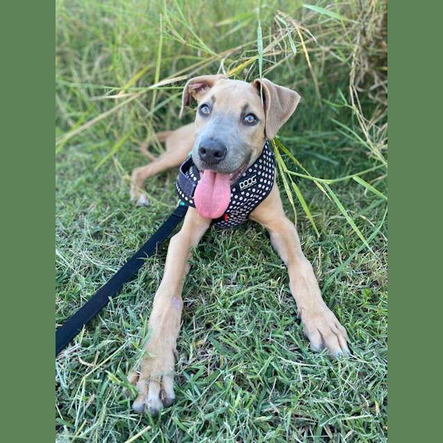 Photo of Dudley