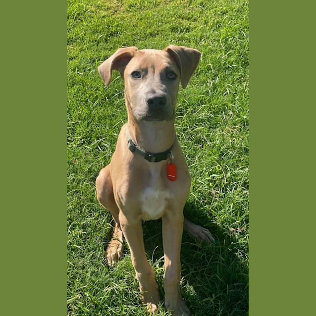 Photo of Dudley