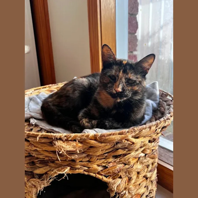 Photo of Lola ♥️