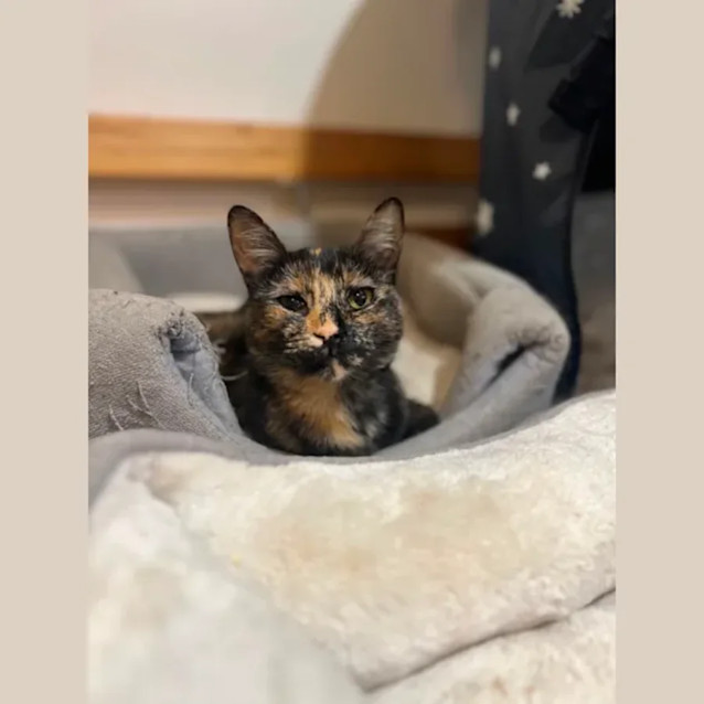 Photo of Lola ♥️