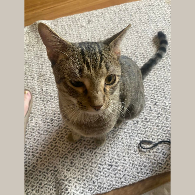 Photo of Toby