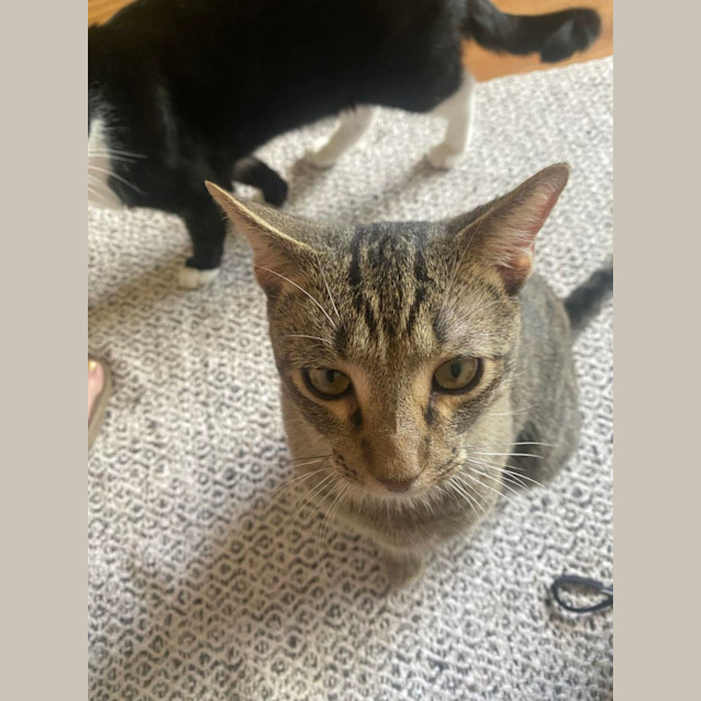 Photo of Toby