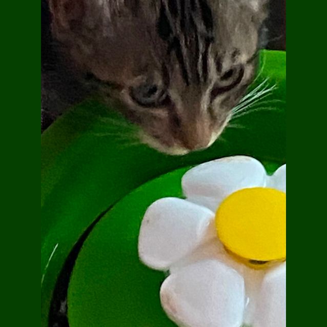 Photo of Frances Meet Me @Petstock Carrum Downs Store