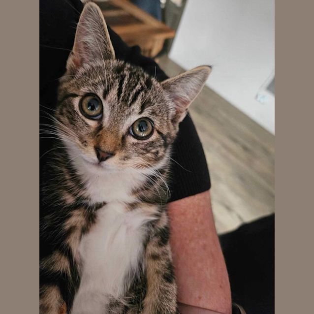 Photo of Frances Meet Me @Petstock Carrum Downs Store