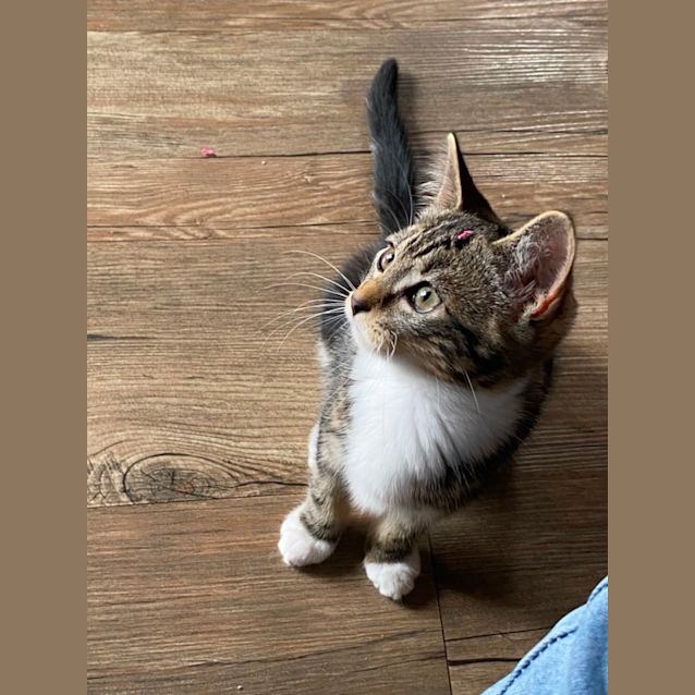 Photo of Frances Meet Me @Petstock Carrum Downs Store