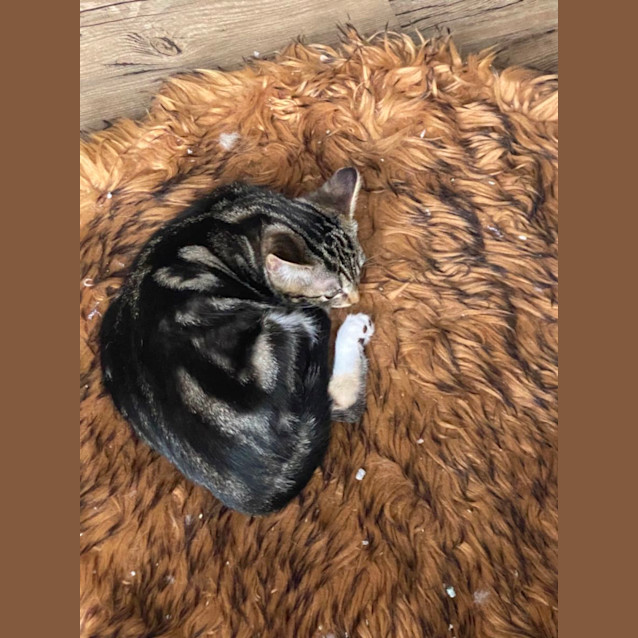 Photo of Frances Meet Me @Petstock Carrum Downs Store