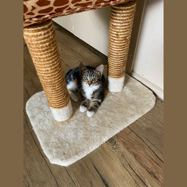 Photo of Frances Meet Me @Petstock Carrum Downs Store