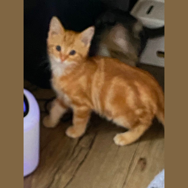 Photo of Tigger Meet Me@Petstock Carrum Downs Store