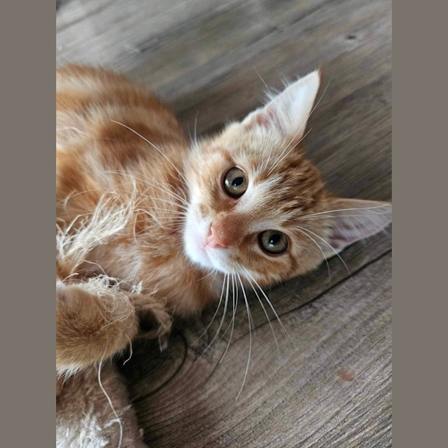 Photo of Tigger Meet Me@Petstock Carrum Downs Store