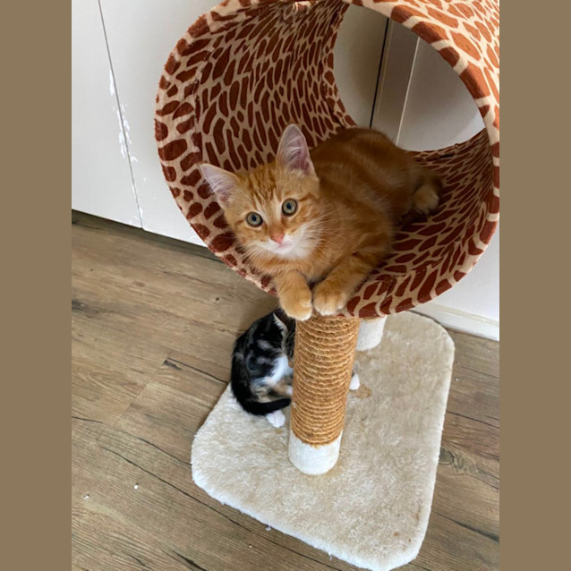 Photo of Tigger Meet Me@Petstock Carrum Downs Store