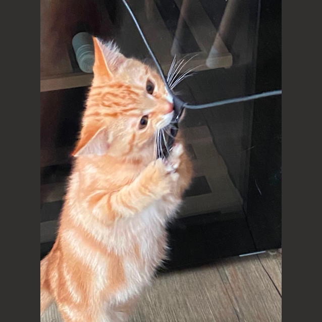 Photo of Tigger Meet Me@Petstock Carrum Downs Store