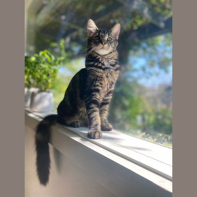 Photo of Ronnie (Ronaldo) 🐈‍⬛