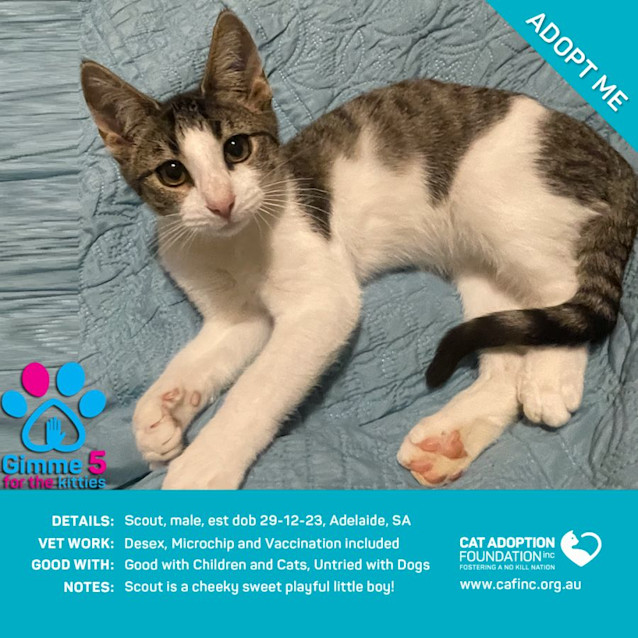 Photo of Scout Just $50 Limited Time!