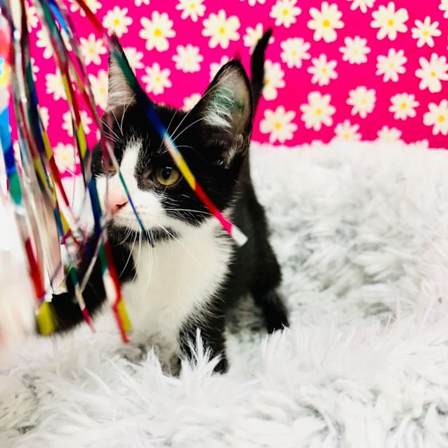 Photo of Oscar   Located In Richmond
