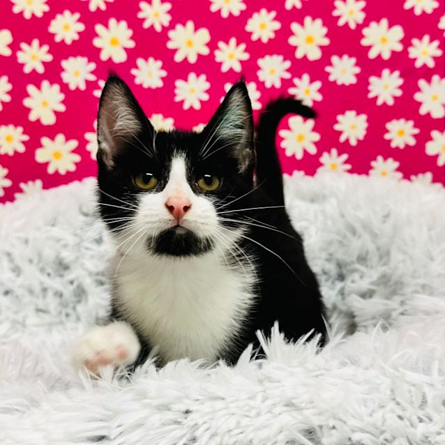 Photo of Oscar   Located In Richmond