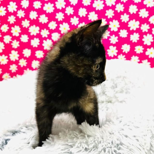 Photo of Dazzle   Located In Preston