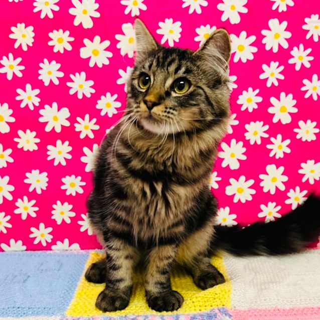 Photo of Allee   Located In Brunswick West