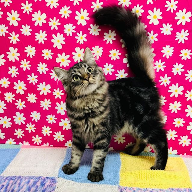 Photo of Allee   Located In Brunswick West